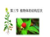 （人教版）初中生物七年级上册同步教学2.2.3 植物体的结构层次 （课件）