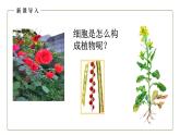 （人教版）初中生物七年级上册同步教学2.2.3 植物体的结构层次 （课件）