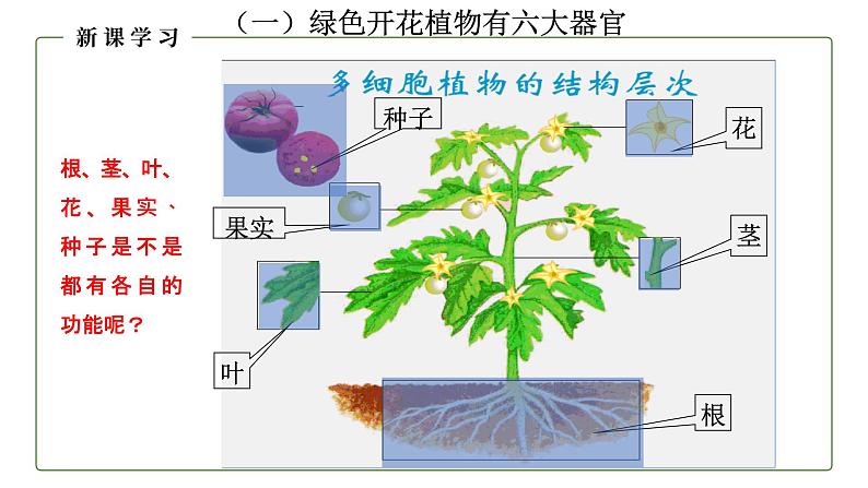 （人教版）初中生物七年级上册同步教学2.2.3 植物体的结构层次 （课件）04