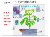 （人教版）初中生物七年级上册同步教学2.2.3 植物体的结构层次 （课件）