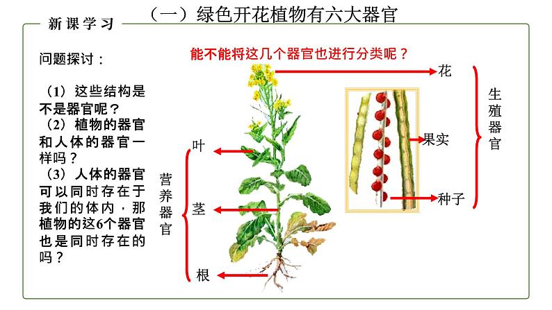 （人教版）初中生物七年级上册同步教学2.2.3 植物体的结构层次 （课件）05