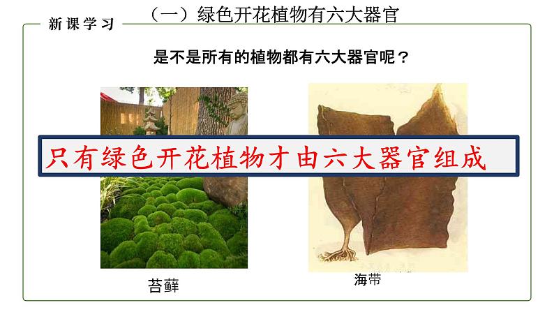 （人教版）初中生物七年级上册同步教学2.2.3 植物体的结构层次 （课件）06