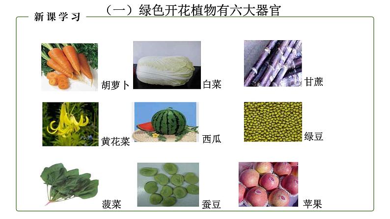 （人教版）初中生物七年级上册同步教学2.2.3 植物体的结构层次 （课件）07