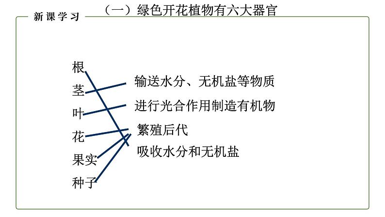 （人教版）初中生物七年级上册同步教学2.2.3 植物体的结构层次 （课件）08