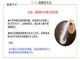 （人教版）初中生物七年級上冊同步教學(xué)3.2.2 植株的生長 （課件）