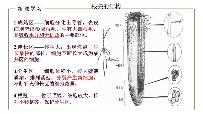 （人教版）初中生物七年级上册同步教学3.2.2 植株的生长 （课件）06