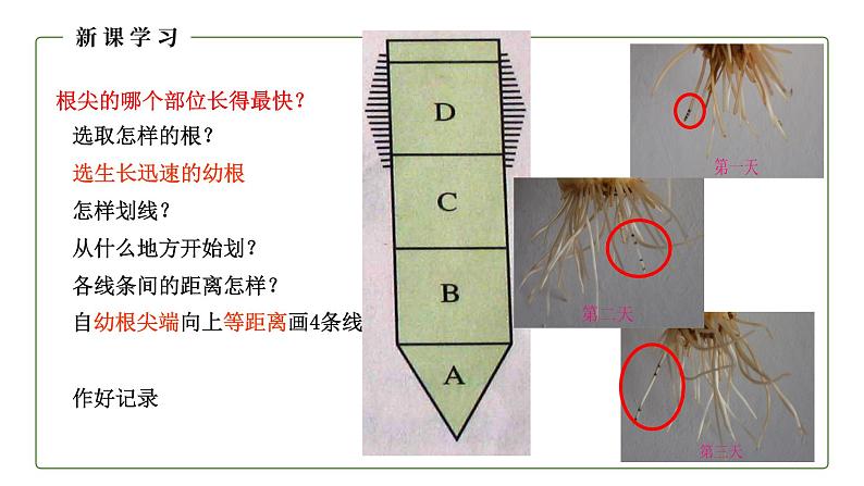 （人教版）初中生物七年级上册同步教学3.2.2 植株的生长 （课件）07