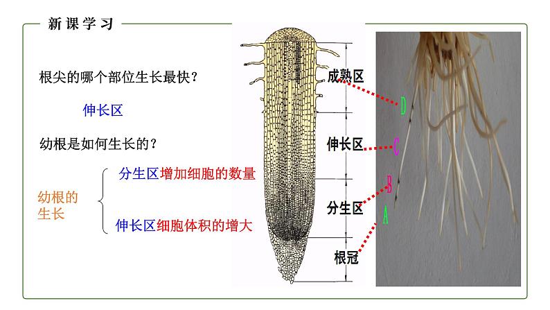 （人教版）初中生物七年级上册同步教学3.2.2 植株的生长 （课件）08