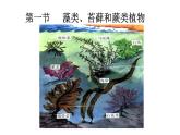 （人教版）初中生物七年级上册同步教学3.1.1 藻类、苔藓和蕨类植物 （课件）