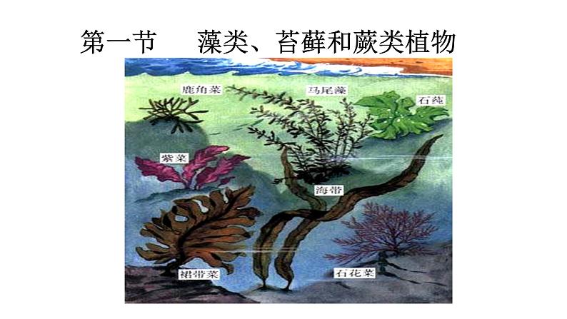 （人教版）初中生物七年级上册同步教学3.1.1 藻类、苔藓和蕨类植物 （课件）01