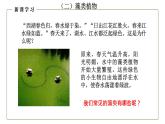 （人教版）初中生物七年级上册同步教学3.1.1 藻类、苔藓和蕨类植物 （课件）