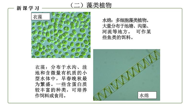 （人教版）初中生物七年级上册同步教学3.1.1 藻类、苔藓和蕨类植物 （课件）06