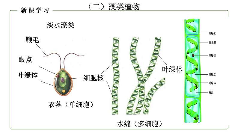 （人教版）初中生物七年级上册同步教学3.1.1 藻类、苔藓和蕨类植物 （课件）07