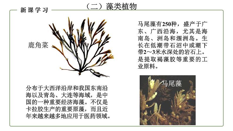 （人教版）初中生物七年级上册同步教学3.1.1 藻类、苔藓和蕨类植物 （课件）08