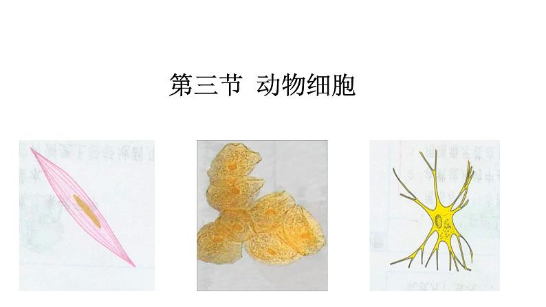 （人教版）初中生物七年级上册同步教学2.1.3 动物细胞 （课件）01