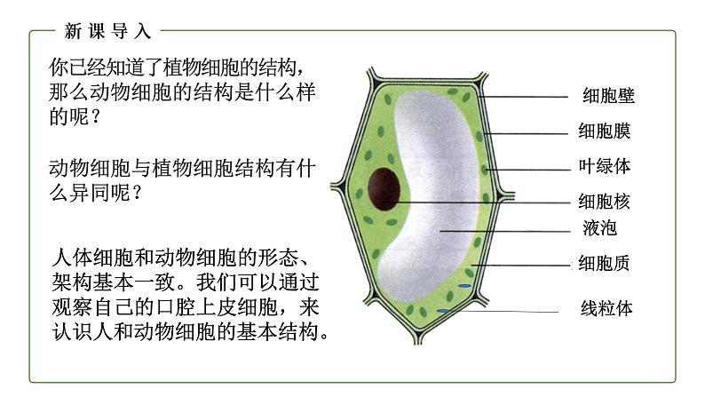 （人教版）初中生物七年级上册同步教学2.1.3 动物细胞 （课件）03