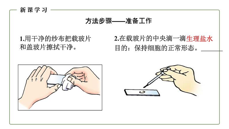 （人教版）初中生物七年级上册同步教学2.1.3 动物细胞 （课件）05