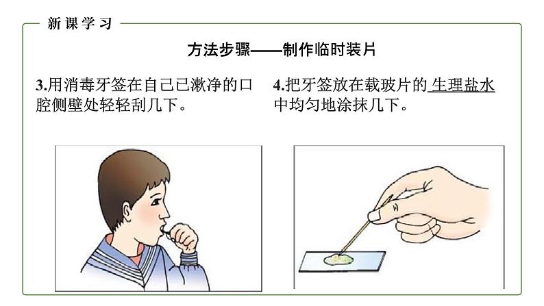 （人教版）初中生物七年级上册同步教学2.1.3 动物细胞 （课件）06