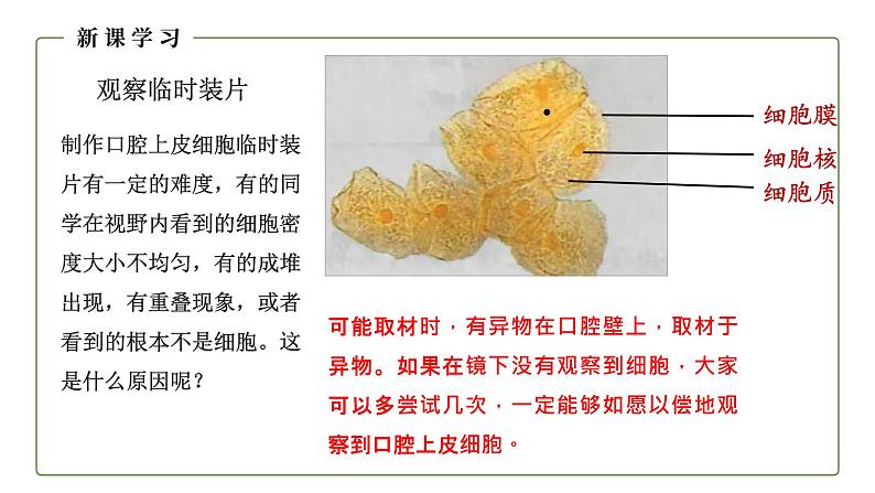 （人教版）初中生物七年级上册同步教学2.1.3 动物细胞 （课件）08