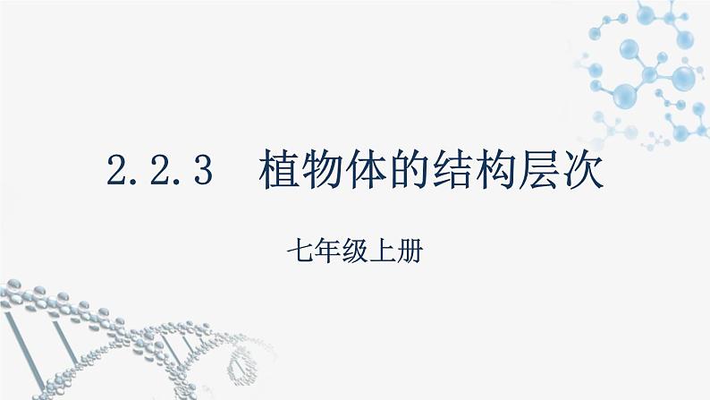 2.2.3植物体的结构层次  课件 2021-2022学年初中生物人教版七年级上册01