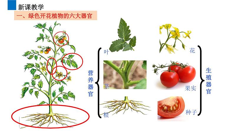 2.2.3植物体的结构层次  课件 2021-2022学年初中生物人教版七年级上册04