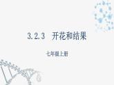 3.2.3开花和结果  课件  2021-2022学年初中生物人教版七年级上册
