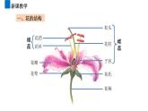3.2.3开花和结果  课件  2021-2022学年初中生物人教版七年级上册