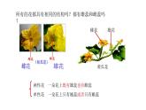 3.2.3开花和结果  课件  2021-2022学年初中生物人教版七年级上册
