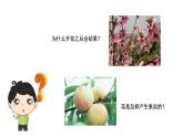 3.2.3开花和结果  课件  2021-2022学年初中生物人教版七年级上册
