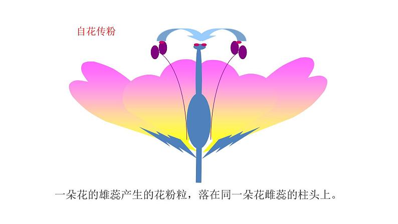 3.2.3开花和结果  课件  2021-2022学年初中生物人教版七年级上册07