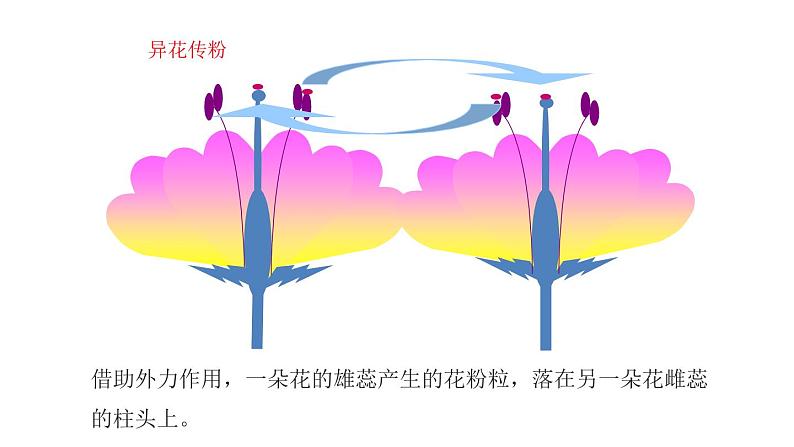 3.2.3开花和结果  课件  2021-2022学年初中生物人教版七年级上册08