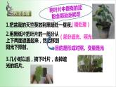 绿色植物是生物圈中有机物的制造者 课件 2021——2022学年人教版七年级生物上册