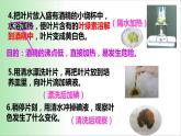 绿色植物是生物圈中有机物的制造者 课件 2021——2022学年人教版七年级生物上册