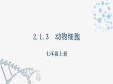 2.1.3  动物细胞  课件  2021-2022学年初中生物人教版七年级上册