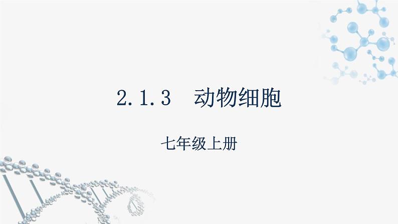 2.1.3  动物细胞  课件  2021-2022学年初中生物人教版七年级上册01