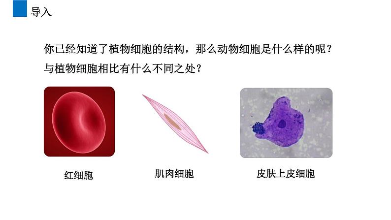 2.1.3  动物细胞  课件  2021-2022学年初中生物人教版七年级上册03