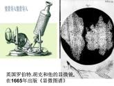 2.1.1练习使用显微镜 课件 2021—2022学年人教版生物七年级上册