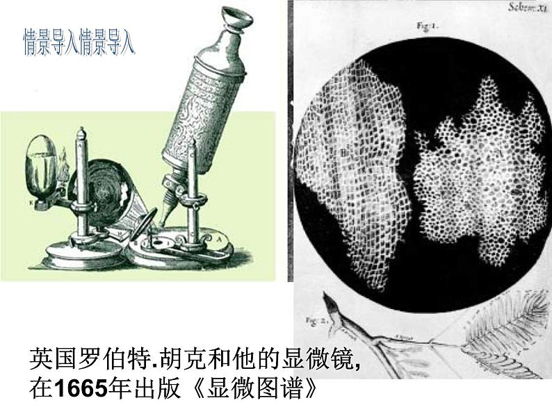 2.1.1练习使用显微镜 课件 2021—2022学年人教版生物七年级上册02