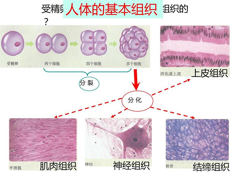 2.2复习 细胞怎样构成生物体课件PPT06