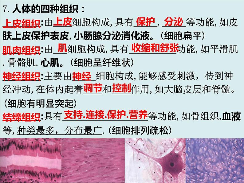 2.2复习 细胞怎样构成生物体课件PPT07