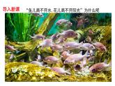 1.2.1 生物与环境的关系 课件 2021-2022学年人教版生物七年级上册
