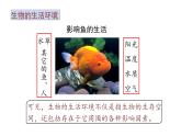 1.2.1 生物与环境的关系 课件 2021-2022学年人教版生物七年级上册