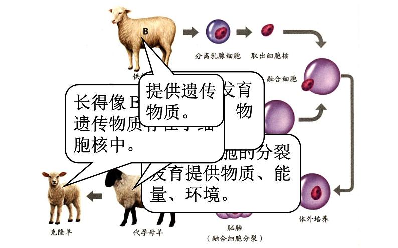 2.1.4  细胞的生活  课件  2021-2022学年人教版七年级生物上册第6页