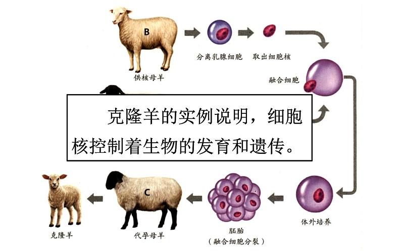 2.1.4  细胞的生活  课件  2021-2022学年人教版七年级生物上册第7页