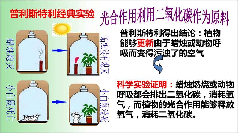 3.5.1 光合作用吸收二氧化碳释放氧气 课件 2021——2022学年人教版七年级生物上册第3页