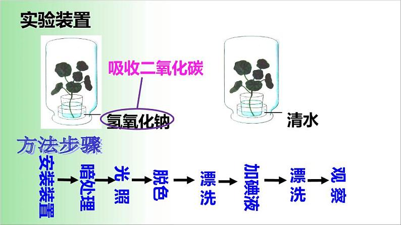 3.5.1 光合作用吸收二氧化碳释放氧气 课件 2021——2022学年人教版七年级生物上册第5页