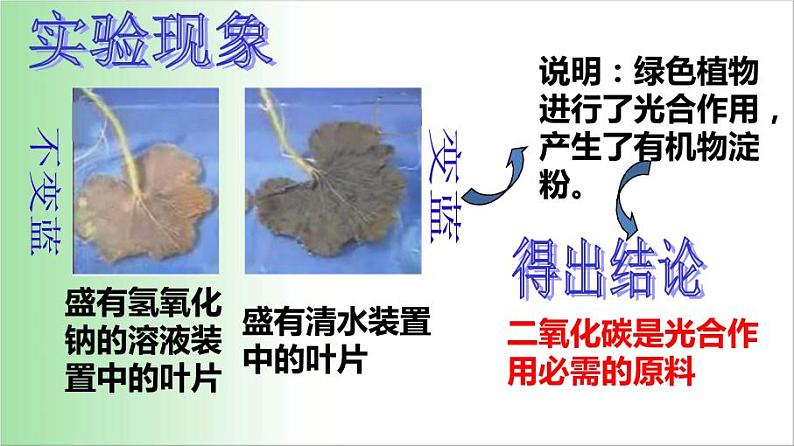 3.5.1 光合作用吸收二氧化碳释放氧气 课件 2021——2022学年人教版七年级生物上册第6页