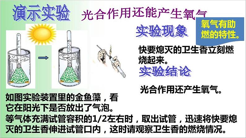 3.5.1 光合作用吸收二氧化碳释放氧气 课件 2021——2022学年人教版七年级生物上册第8页