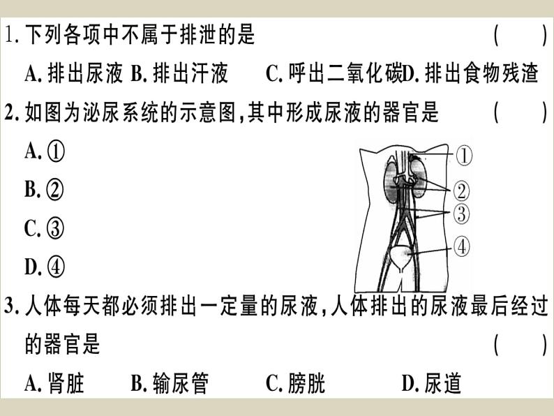 （新人教版）七年级下册第五章人体内废物的排出检测卷课件（生物）第2页