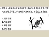 （新人教版）七年级下册第五章人体内废物的排出检测卷课件（生物）